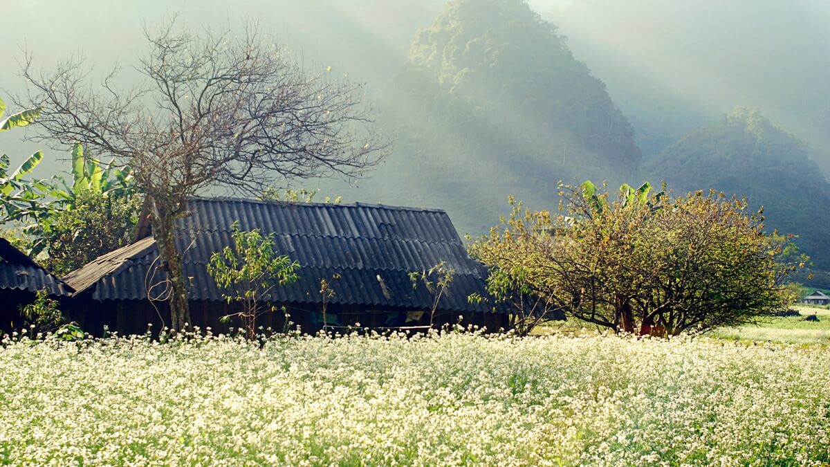 moc chau - best places to visit Vietnam in February