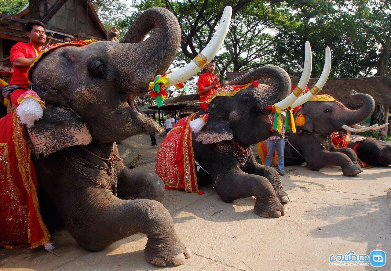 Tận hưởng du lịch Thái Lan vào tháng 4-2019 trải nghiệm tắm voi, cho voi ăn tại Thái Lan